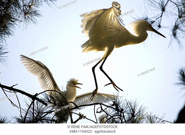 Snowy Egret Egretta thula parent attempts to escape hungry chick near San Francisco, California  This colony of egrets chose to mate