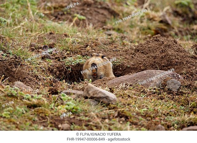 Giant Mole-rat Tachyoryctes macrocephalus adult, looking out from burrow entrance, Bale Mountains, Oromia, Ethiopia