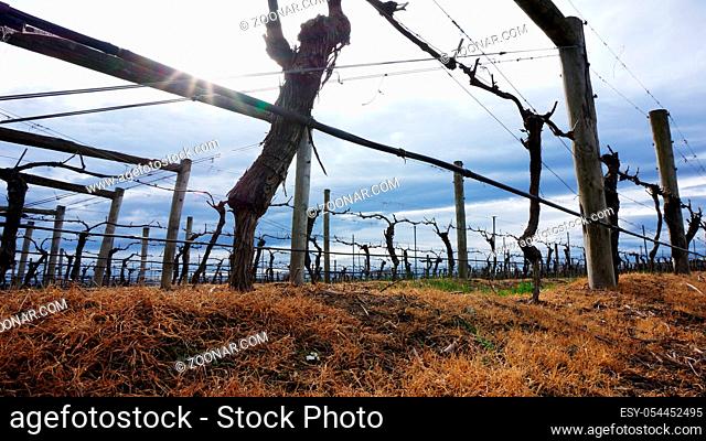 Landscape with winter vineyard, bare trees and footpaths between
