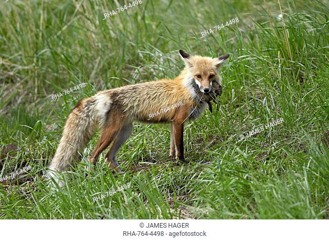 Red Fox (Vulpes vulpes) (Vulpes fulva) with prey, Yellowstone National Park, Wyoming, United States of America, North America