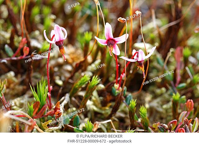 Common Cranberry Vaccinium oxycoccus flowering, growing in upland peat bog, Ceredigion, Wales, june