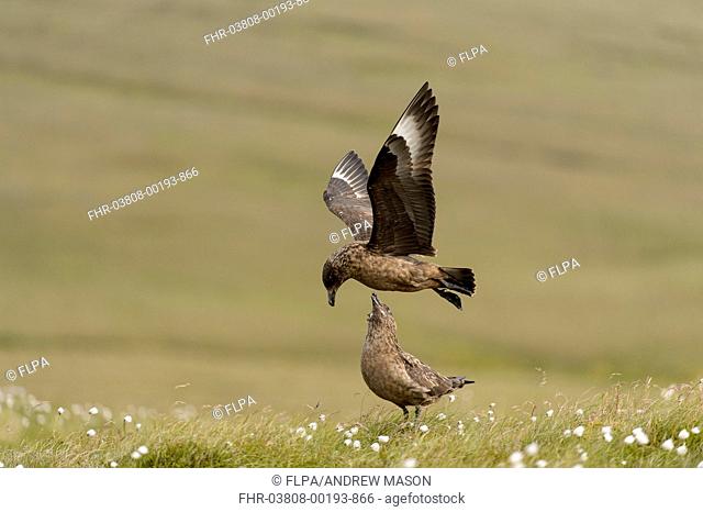 Great Skua (Stercorarius skua) adult pair, in flight and standing on coastal moorland, Unst, Shetland Islands, Scotland, July