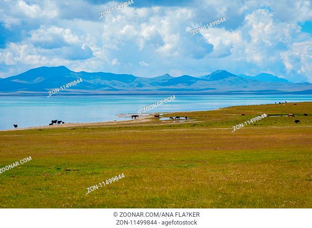 Horses and beautiful landscapes by Song Kul lake, Kyrgyzstan