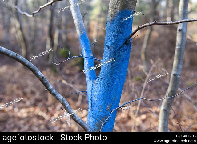 Blue marking on a young beech to delineate a cutting area, Forest of Rambouillet, Haute Vallee de Chevreuse Regional Natural Park, Yvelines department