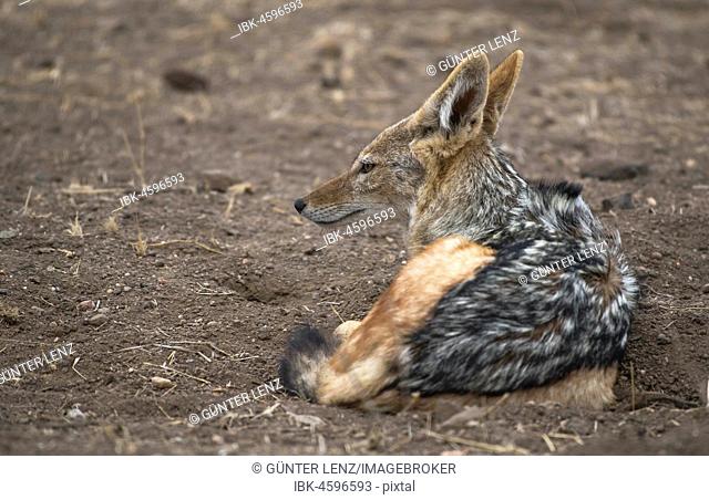 Black-backed jackal (Canis mesomelas) sits on the ground, Mashatu Game Reserve, Tuli Block, Botswana