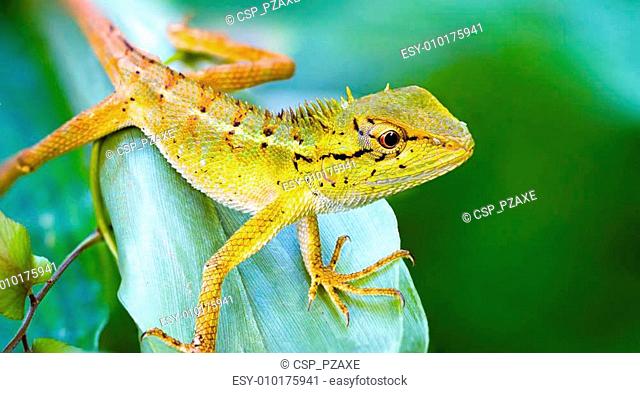 Green Forest Calotes - Only Creative Stock Images, Photos & Vectors |  agefotostock