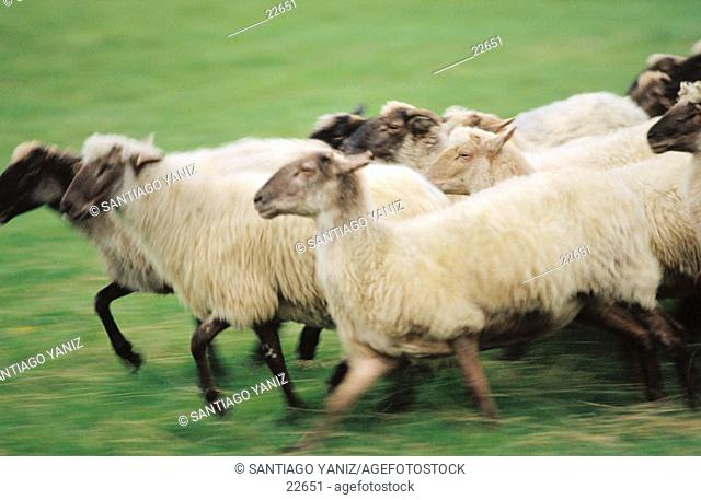 Sheep (Latxa breed). Biscay. Spain