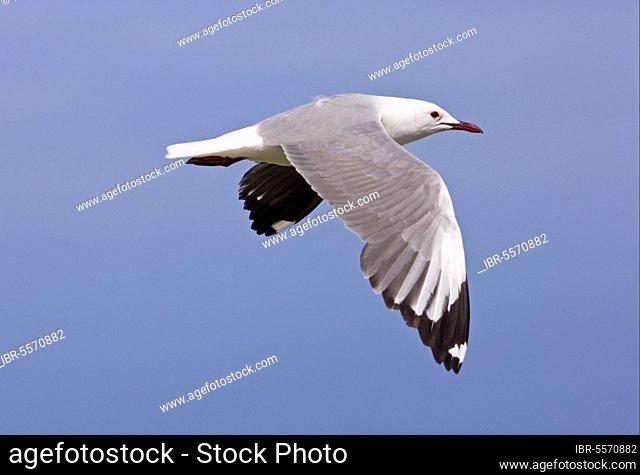 Hartlaub's hartlaub's gull (Chroicocephalus hartlaubii) adult, in flight, Cape, South Africa, Africa