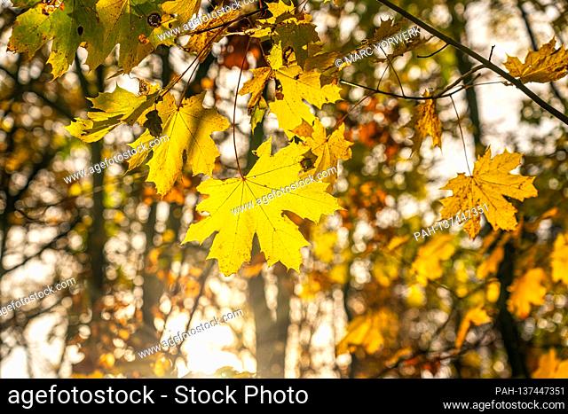 November 15, 2020, the Tegeler See in Berlin Tegel, Reinickendorf district in the north of Berlin in autumn. The leaves on a maple show themselves in beautiful...