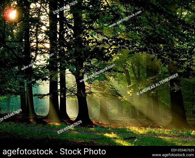 forest, sunbeams, mystical, light beam
