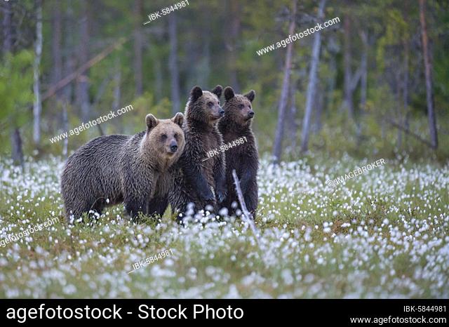 Female (Ursus arctos) with her offspring in a bog with fertile cotton grass on the edge in a boreal coniferous forest, young bear, secures, Suomussalmi, Karelia
