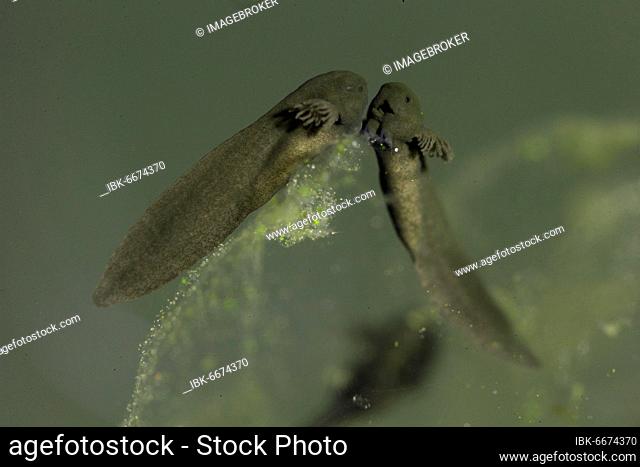 Common frog (Rana temporaria), freshly hatched larvae with visible external gills on gelatinous egg shell, Thuringia, Germany, Europe
