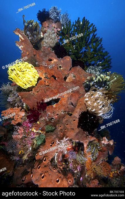 Feather stars (Cenometra bella) on Sponge (Porifera), in the background black Black Sun Coral (Tubastraea micranthus), Pacific Ocean, Halmahera, Moluccas