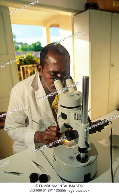 ONCHOCERIASIS, IVORY COAST. Bouake. WHO River Blindness programme - OCP research lab. Examining black flies, the vector for river blindness.