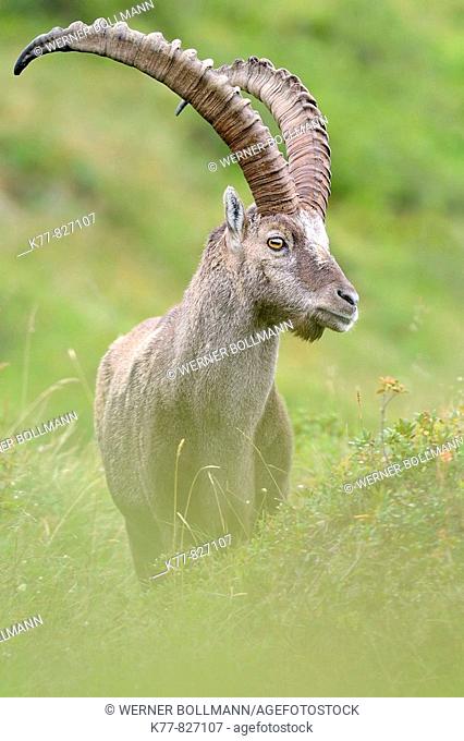 Alpine Ibex (Capra ibex), male/buck. Niederhorn, Switzerland