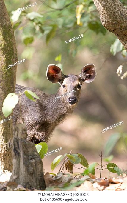 Asia, India, Uttarakhand, Jim Corbett National Park, Sambar Deer (Rusa unicolor), young