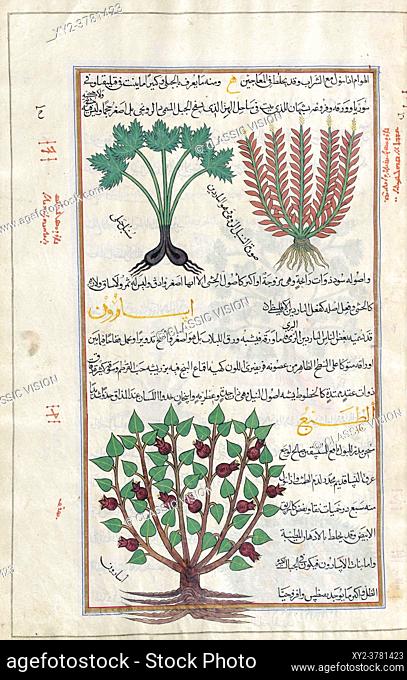 Identified in book as three types of Nard. Nardostachys jatamansi. After an illustration by Mirza Baqir in a 19th century Iranian book of Greek physician and...