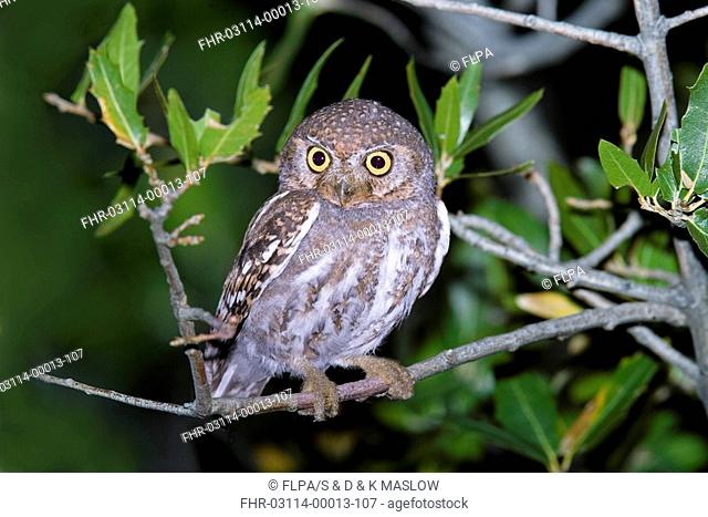 Elf Owl Micrathene whitneyi adult, perched on oak branch, U S A