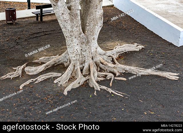 Root and trunk of birch fig, Ficus benjamina, Haria, Lanzarote, Canary Islands, Spain, Europe