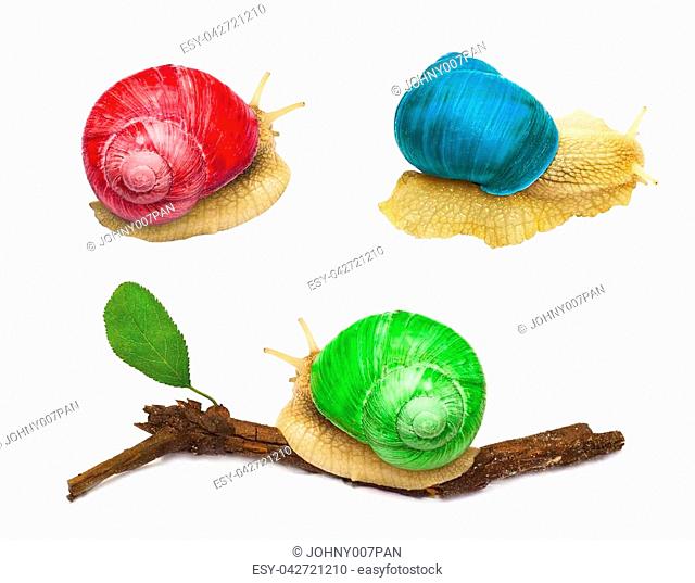 snail animal with abstract colors isolated on white background