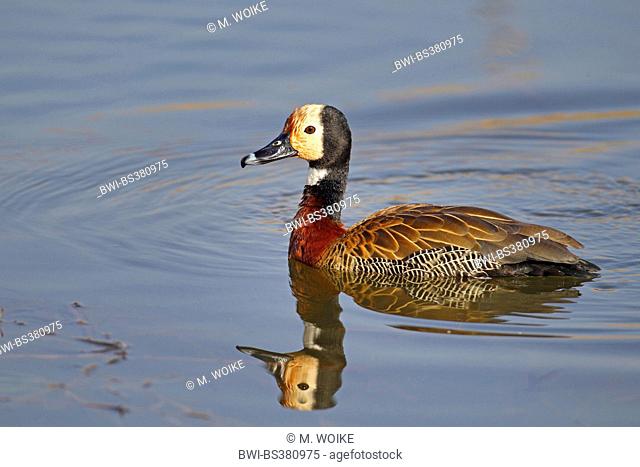 white-faced whistling duck (Dendrocygna viduata, Prosopocygna viduata), swimming, with mirror image, South Africa, North West Province