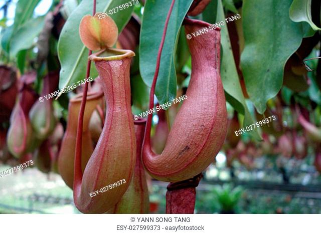 Tropical pitcher plant. This plant is a carnivore and eats insects