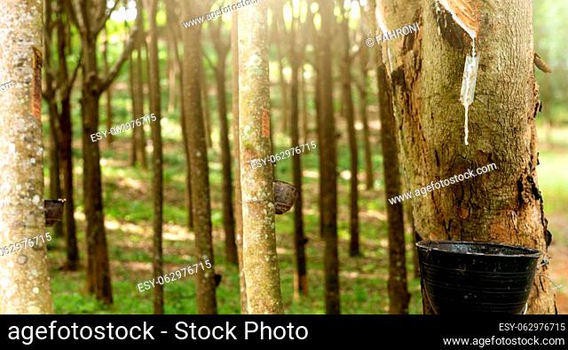 Rubber tapping in rubber tree garden. Natural latex extracted from para rubber plant. Rubber tree plantation. The milky liquid or latex oozes from wound of tree...