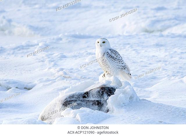 Snowy owl (Bubo scandiacus) hunting along shore of Hudson Bay