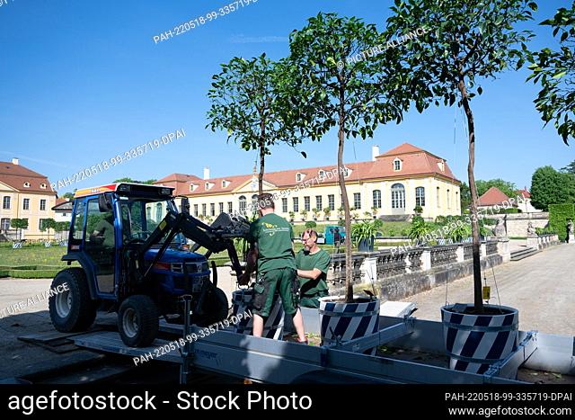 18 May 2022, Saxony, Heidenau: Gardeners from the State Palaces, Castles and Gardens of Saxony set up bitter orange trees in the Baroque Garden of Grosssedlitz...