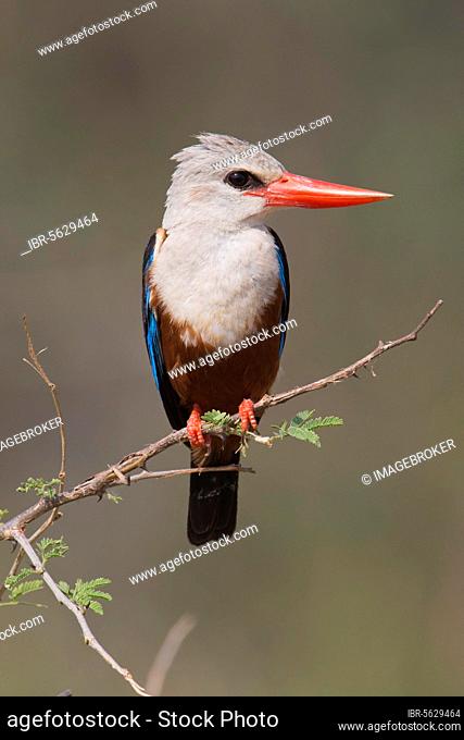 Grey-headed Kingfisher (Halcyon leucocephala) adult, perched on twig, Uganda, Africa