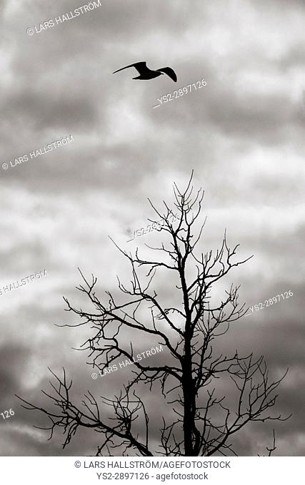 Bird flying over dead tree in silhouette. Dark and ominous sky. Dramatic and mysterious nature scene