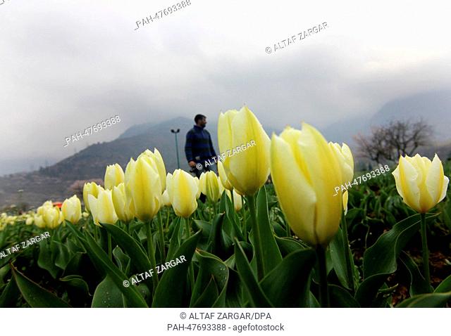 Srinahar, Kashmir, India, A view of fully bloomed Tulips at the Asia's largest Tulip Garden on the Foothhills of the Zabarwan hills in Srinagar