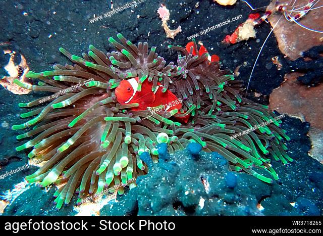 Samtanemonenfisch (Premnas biaculeatus) in einer Blasenanemone (Entacmaea quadricolor), Molukken, Indonesien, Talimao