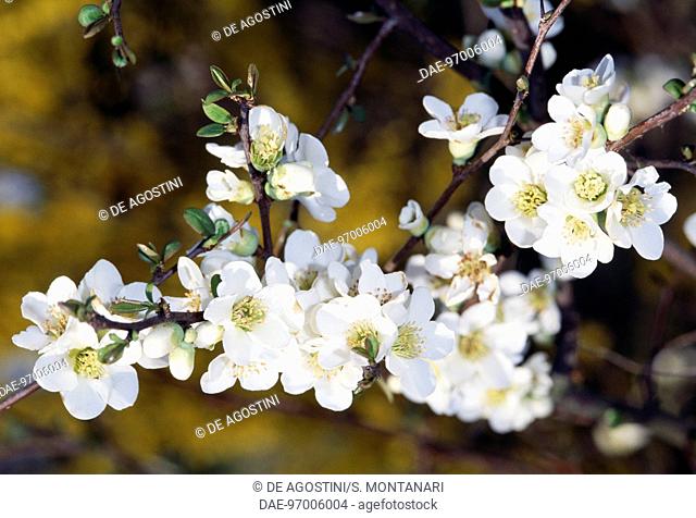 Flowering quince white, Japanese quince white or mugua white (Chaenomeles mugua), Rosaceae