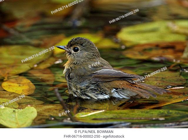 Blue-throated Flycatcher Cyornis rubeculoides adult female, bathing in pond, Kaeng Krachan N P , Thailand, january