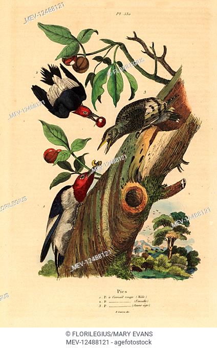 Three-toed woodpecker, Picoides tridactylus, male, female and juvenile outside nest. Pic a camel rouge. Handcoloured steel engraving by du Casse after an...