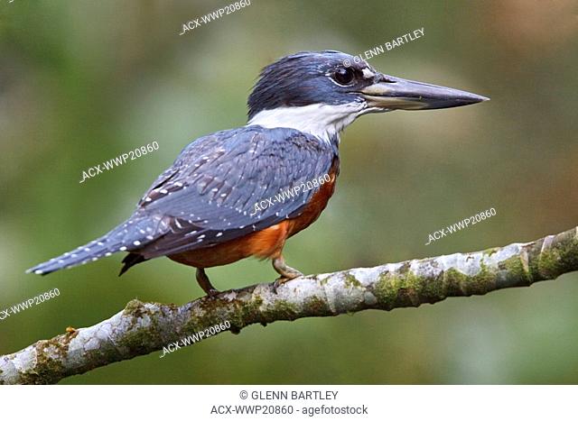 Ringed Kingfisher Megaceryle torquata perched on a branch near the Napo River in Amazonian Ecuador