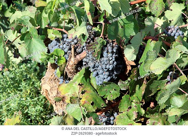 Bobal grapes Requena vineyards Valencia Spain