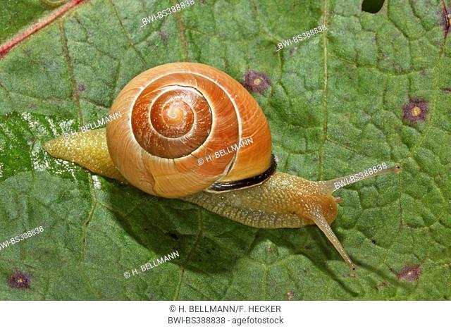 brown-lipped snail, grove snail, grovesnail, English garden snail, larger banded snail, banded wood snail (Cepaea nemoralis), banded snail on a leaf, Germany