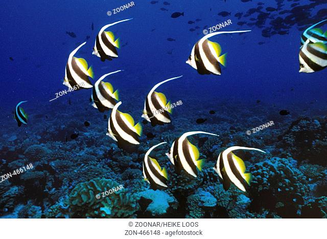longfin bannerfish, Heniochus acuminatus, Rangiroa Atoll, Tuamotu Islands, French Polynesia, S . Pacific