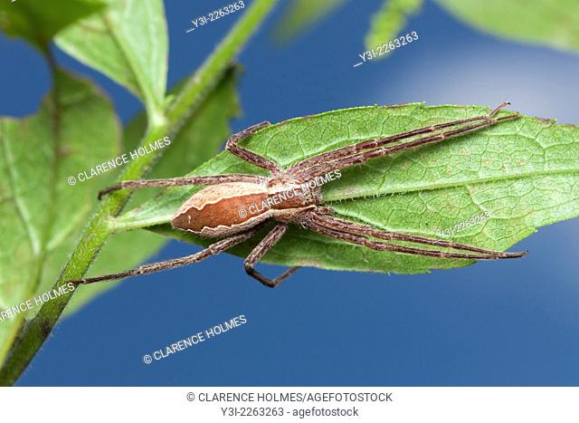 A Nursery Web Spider (Pisaurina mira) clings to the underside of a leaf, Great Smoky Mountains National Park