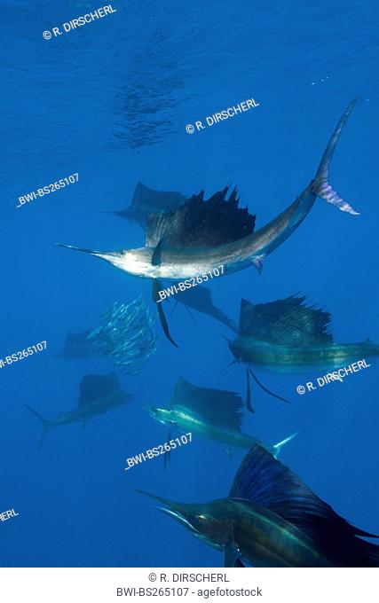 Atlantic sailfish (Istiophorus albicans), hunting sardines, Mexico, Caribbean Sea, Yucatan, Isla Mujeres