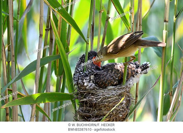 Eurasian cuckoo (Cuculus canorus), fledgling in the nest of a reed warbler, reed warbler feeding the cuckoo chick, Germany