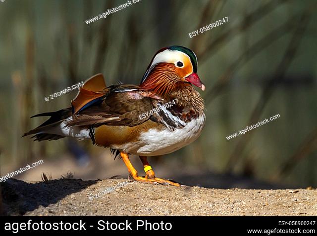 Male mandarin duck, Aix galericulata, standing on the sand by day
