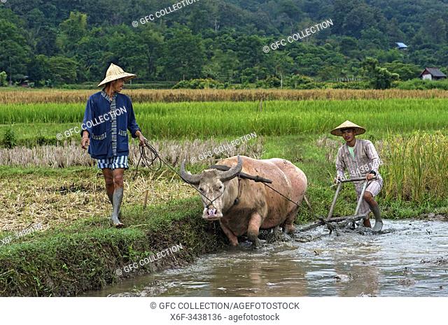 Two young men ploughing a paddy rice plot with a water buffalo, traditional rice farming in the rice farm Living Land Company, Ban Phong Van near Luang Prabang
