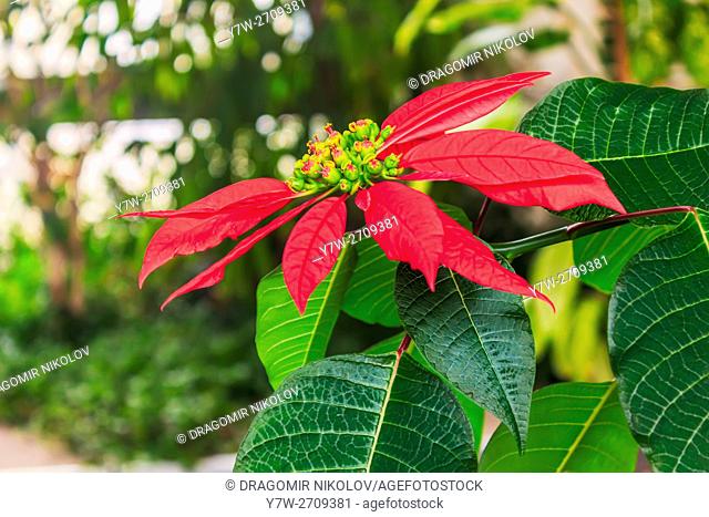 Red poinsettia flower. The photo is taken in winter garden in domestic home in Sofia, capital of Bulgaria, Europe