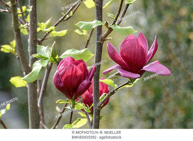 magnolia (Magnolia 'Genie', Magnolia Genie), cultivar Genie