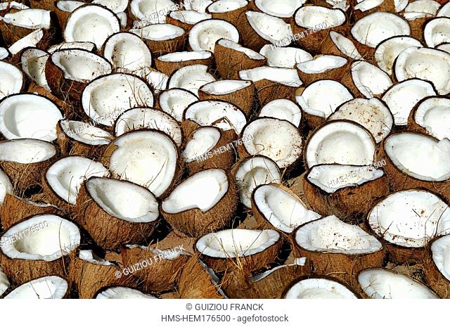 India, Karnataka, Gokarna, drying coconuts
