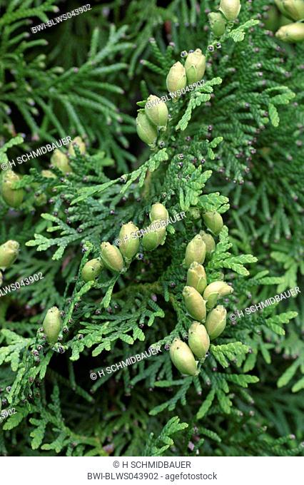yellow cedar, eastern white cedar Thuja occidentalis, detail with female cones
