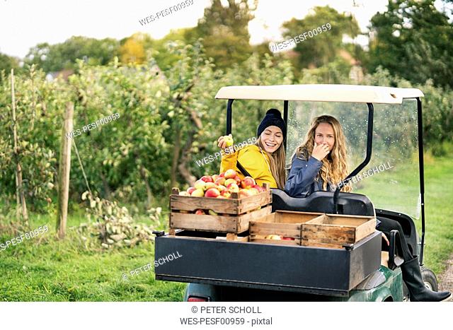 Two women with vehicle harvesting apples in orchard
